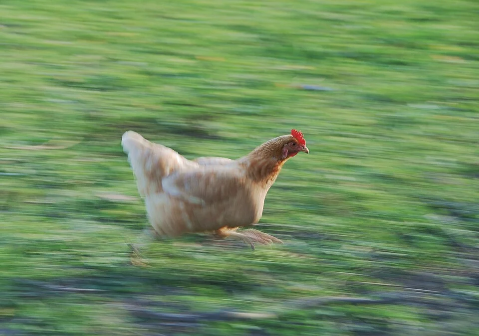 A running chicken